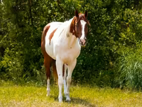 Horse (M), American paint horse — photo 3
