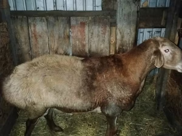 Қошқар, Hissar sheep