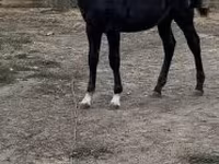 公马, Horses — 照片 2