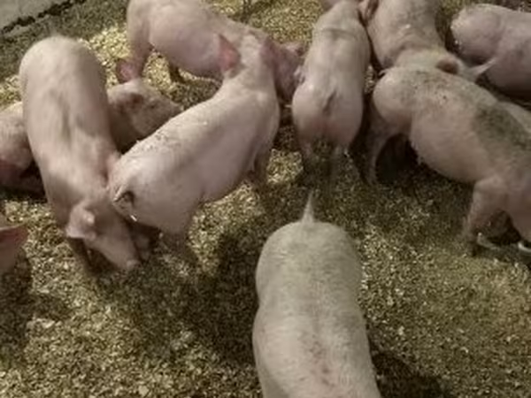 Pigs (batch, sex not specified), Гипор