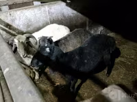 Sheep (batch, sex not specified), Sheep — photo 2