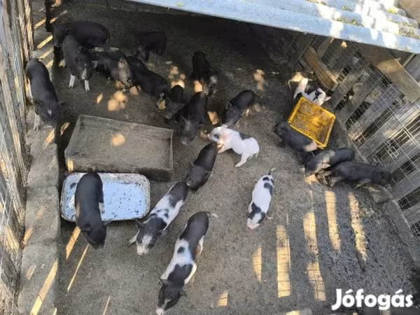 Pigs (batch, sex not specified),  — Hungary