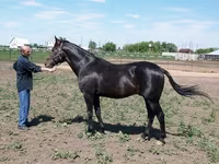 Hengst, Standardbred — Foto 4
