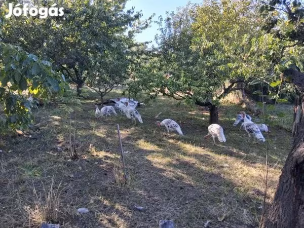 Turkeys — Magyarország