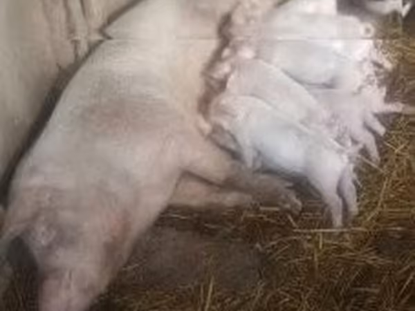 Truie, Porcs — Hongrie