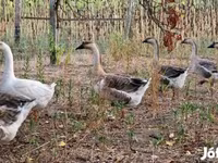 Geese — foto 5