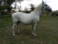 घोड़ा, Lipizzaner — फ़ोटो 1