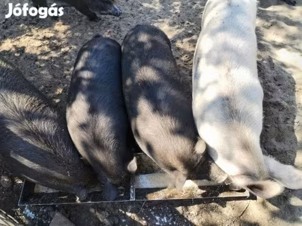 Disznók (tétel, nem megadva), Sertések — Magyarország