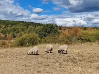 母羊, White Suffolk sheep — 照片 1