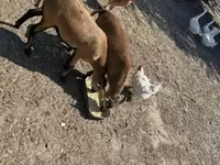 Kos, Cameroon sheep — 4. fotó
