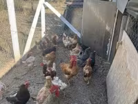 Chickens — 照片 3