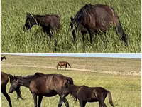 Yegua, Caballos — foto 1
