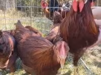 Chickens — 1. fotó