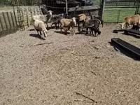 Juhok (tétel, nem megadva), Cameroon sheep — 6. fotó