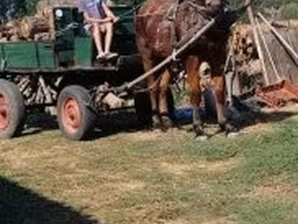 Caballo, Caballos