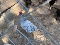 Marans — 2. fotó