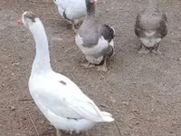 Geese — 2-сурет