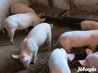 मादा सूअर, सूअर — फ़ोटो 2