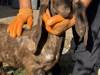 Cabra, Kamori goats — foto 1