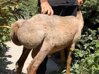 Ovelha, Jaidara sheep — foto 4