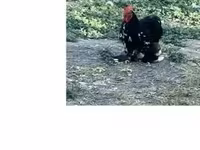 Chickens — foto 1