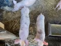 Boar, Pigs — photo 8