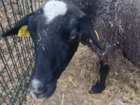 公羊, Merino sheep — 照片 5