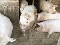 公猪, Pigs — 照片 6