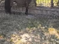 Айғыр, Australian Pony — 1-сурет