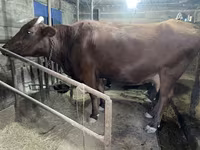 بقرة, Swiss cattle — الصورة 5