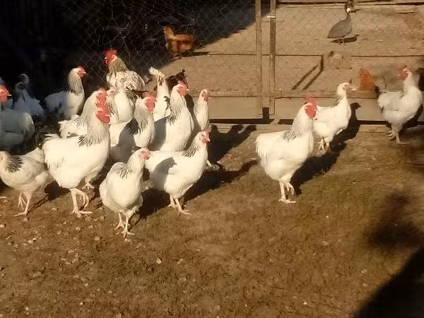 Chickens — Ungarn