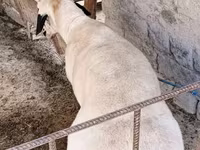 Ovejas (lote, sexo no especificado), Ovejas — foto 4