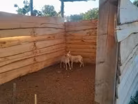 Sheep, Sheep — photo 3