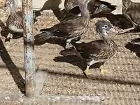 Ducks — الصورة 1
