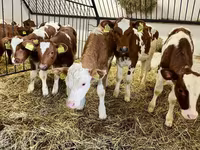 Bulle, Simmental cattle — Foto 1