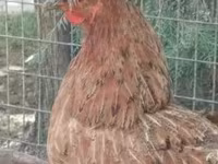 Chickens — foto 4