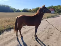 公马, Horses — 照片 2