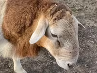 Kos, Dorper sheep — 1. fotó
