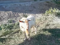 Cabro, Saanen goat — foto 1