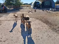 母羊, Cameroon sheep — 照片 2
