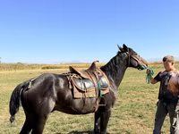 Cavalo, Karachay horse — foto 4