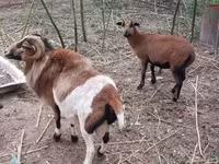 मेढ़ा, Cameroon sheep — फ़ोटो 8