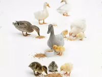 Geese — foto 1