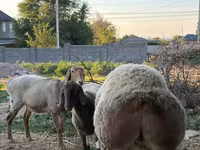 Beran, Rhon sheep — foto 2
