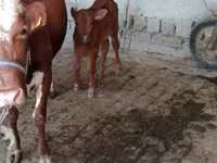 Kuh, Simmental cattle — Foto 3