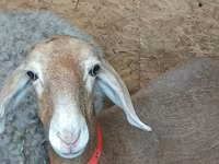 भेड़, Arashan sheep — फ़ोटो 1