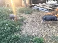 नर सूअर, Вьетнамская вислобрюхая — फ़ोटो 4