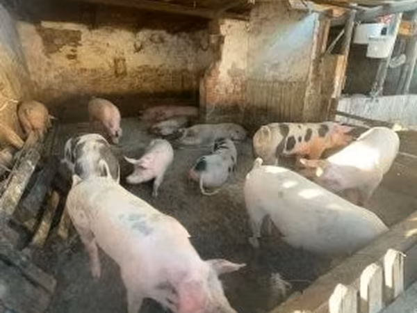 सूअर (लॉट, लिंग निर्दिष्ट नहीं), सूअर — हंगरी