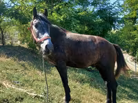 Cavalo, Cavalos — foto 1