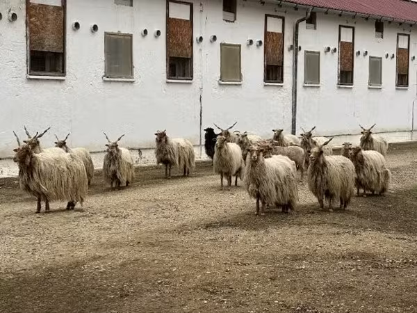 Carnero, Baerchuke sheep — Hungría